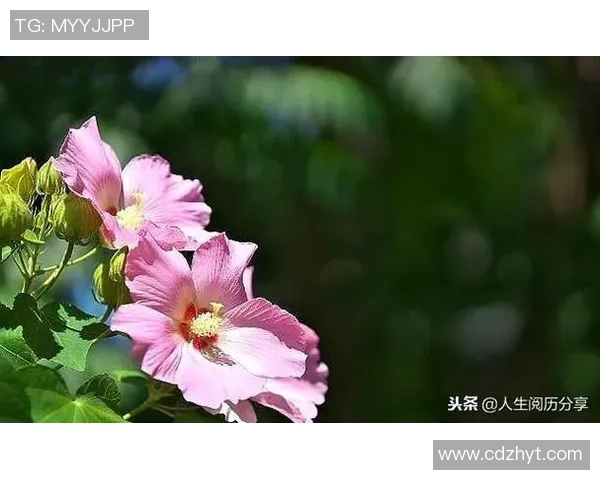 杨单的成长之路：从平凡到卓越的励志故事与人生启示